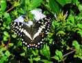 INSECTS- Africa- Close Up oa a Citrus Swallowtail Butterfly Royalty Free Stock Photo