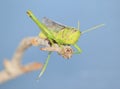 Insects from Africa - Summer Grasshopper Greens