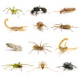 Insects and arachnids Royalty Free Stock Photo