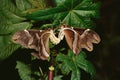 Insects, assam silk moth samia cynthia pair Royalty Free Stock Photo