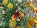 Insects with beautiful flowers in contrast to green plants