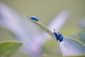 Leaf Beetles Mating Royalty Free Stock Photo