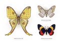 insects: beetles, butterflies, moths, dragonflies