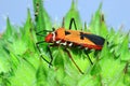 Insects on a bright orange Royalty Free Stock Photo