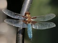 Insects - Broad Bodied Chaser Dragonfly