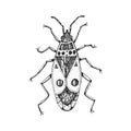 Insects Bugs Beetles. The Firebug, Pyrrhocoris Apterus In Vintage Old Hand Drawn Style Engraved Illustration Woodcut.