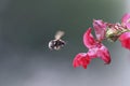 Insects bumblebee flies to a flower of the watershed for the sweet nectar