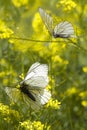 Insects butterflys love nature