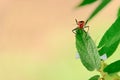 Orange bug is insects that eat insects together. Royalty Free Stock Photo