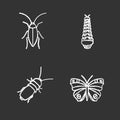 Insects chalk icons set