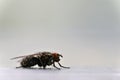 Insects close up. Beautiful macro shot of a fly Royalty Free Stock Photo