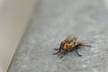 Insects close up. Beautiful macro shot of a fly Royalty Free Stock Photo