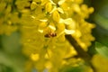 Insects closeup. Bee collecting nectar from nice yellow flower of acacia . Royalty Free Stock Photo