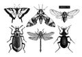 Vector Collection Of Hand Drawn Insects Illustrations. Black Butterflies, Cicada, Beetle, Bug, Dragonfly Drawing. Entomological Sk