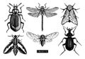 Vector collection of high detailed insects sketches. Hand drawn butterflies, beetles, dragonfly, cicada, bumblebee illustrations o