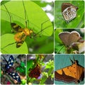 Insects Collection Picture for life Science Book Royalty Free Stock Photo