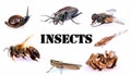 Insects