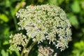 Insects on Cow Parsley flower (Anthriscus sylvestris) Royalty Free Stock Photo