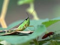 Insects Royalty Free Stock Photo