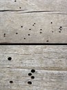 Insects damage on old construction wood