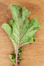 Insects On The Dorsal Side Of A Radish Leaf