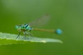 Insects, Dragonfly, Damselfly.