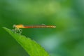 Insects, Dragonfly, Damselfly.