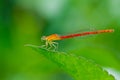 Insects, Dragonfly, Damselfly.