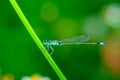 Insects, Dragonfly, Damselfly.