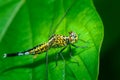 Insects, Dragonfly, Damselfly.