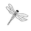 Dragonfly. Vector illustration of an insect. A Doodle style sketch . Isolated object on a white background. Royalty Free Stock Photo