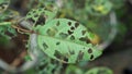 Insects eat Leaves Roses Royalty Free Stock Photo