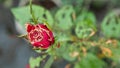 Insects eat Rose Flower Royalty Free Stock Photo