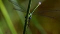 Emerald damselfly, damselfly, lestes sponsa