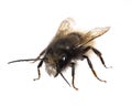 Insects of europe - bees: diagonal fron view of male Osmia cornuta European orchard bee german GehÃÂ¶rnte Mauerbiene isolated on