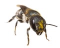 Insects of europe - bees: front view - head with pollen of female Osmia caerulescens blue mason bee german Stahlblaue Mauerbiene