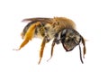 Insects of europe - bees: front view macro of female Andrena haemorrhoa german Rotschopfige Sandbiene isolated on white