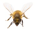 Insects of europe - bees: front view of western honey bee or European honey bee Apis mellifera isolated on white background