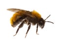 Insects of europe - bees: macro of female tawny mining bee Andrena fulva german Rotpelzige Sandbiene isolated on white