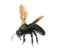 Insects of europe - bees: side view details of male violet carpenter bee Xylocopa violacea german Blauschwarze Holzbiene