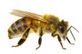 Insects of europe - bees: side view macro of european honey bee  Apis mellifera isolated on white background abdomen details Royalty Free Stock Photo