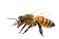 Insects of europe - bees: side view macro of european honey bee  Apis mellifera isolated on white background - detail of head Royalty Free Stock Photo