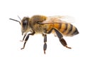 Insects of europe - bees: side view macro of european honey bee  Apis mellifera isolated on white background - left to right Royalty Free Stock Photo