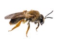 Insects of europe - bees: side view with wings of female Andrena haemorrhoa german Rotschopfige Sandbiene isolated on white