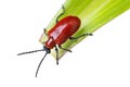 Insects of europe - beetles: top view of scarlet lily beetle  Lilioceris lili german LilienhÃÂ¤hnchen on a lily leaf  isolated on Royalty Free Stock Photo