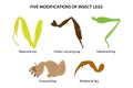 Five modifications of insect legs.