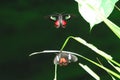 INSECTS- Exteme Cloae Up of Two Tiny Colorful Flying Butterflies