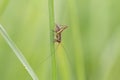 Insects in the family Tettigoniidae are commonly called katydids or bush crickets. Close-up view of Tettigoniidae, green cricket o Royalty Free Stock Photo