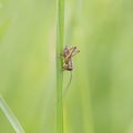 Insects in the family Tettigoniidae are commonly called katydids or bush crickets. Close-up view of Tettigoniidae, green cricket o Royalty Free Stock Photo