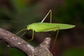 Tettigoniidae Royalty Free Stock Photo